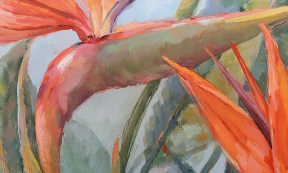 Birds of Paradise