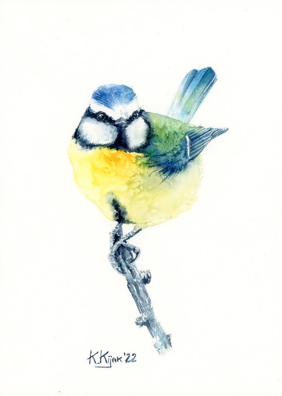 Blue tit from neighborhood