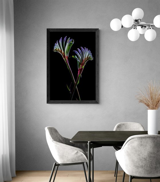 Masquerade kangaroo paw