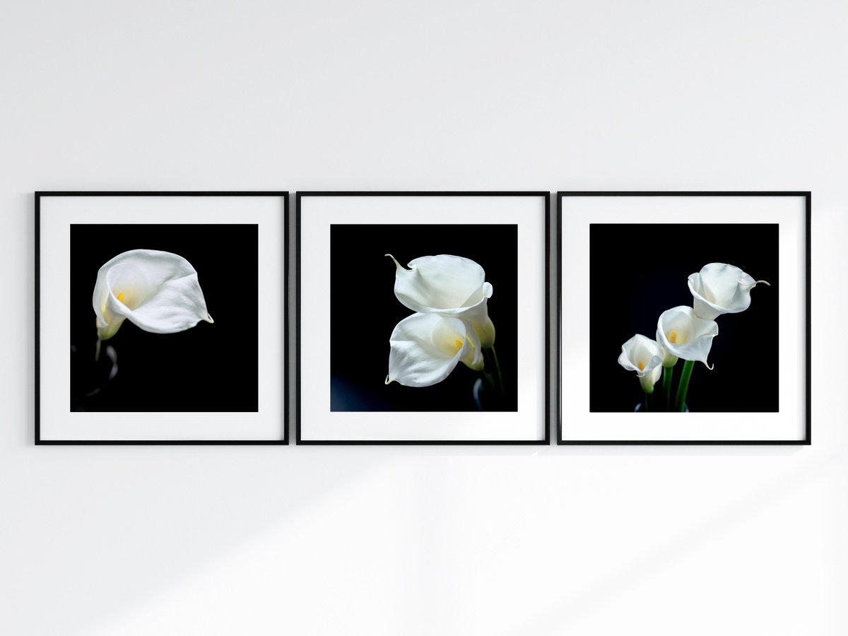 Photorealistic Botanical Photograph By Emily Kent, 12 X 12, Calla Lily Triptych - Three 12 X 12 Photo Prints, Original Artwork