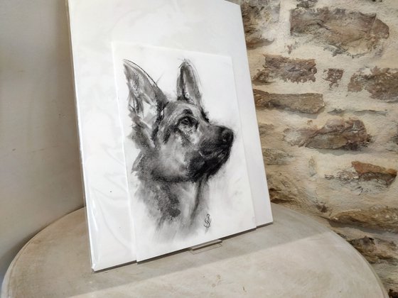 German Shepherd