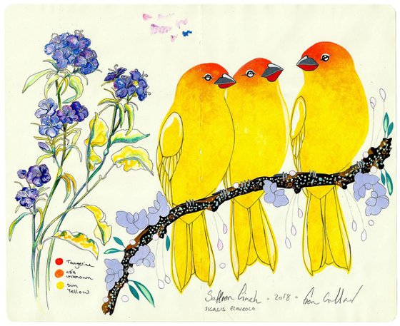 Saffron Finch and Flowers