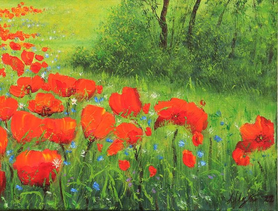 Poppy field by sunrise