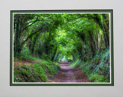 Tree Tunnel one by Robin Clarke