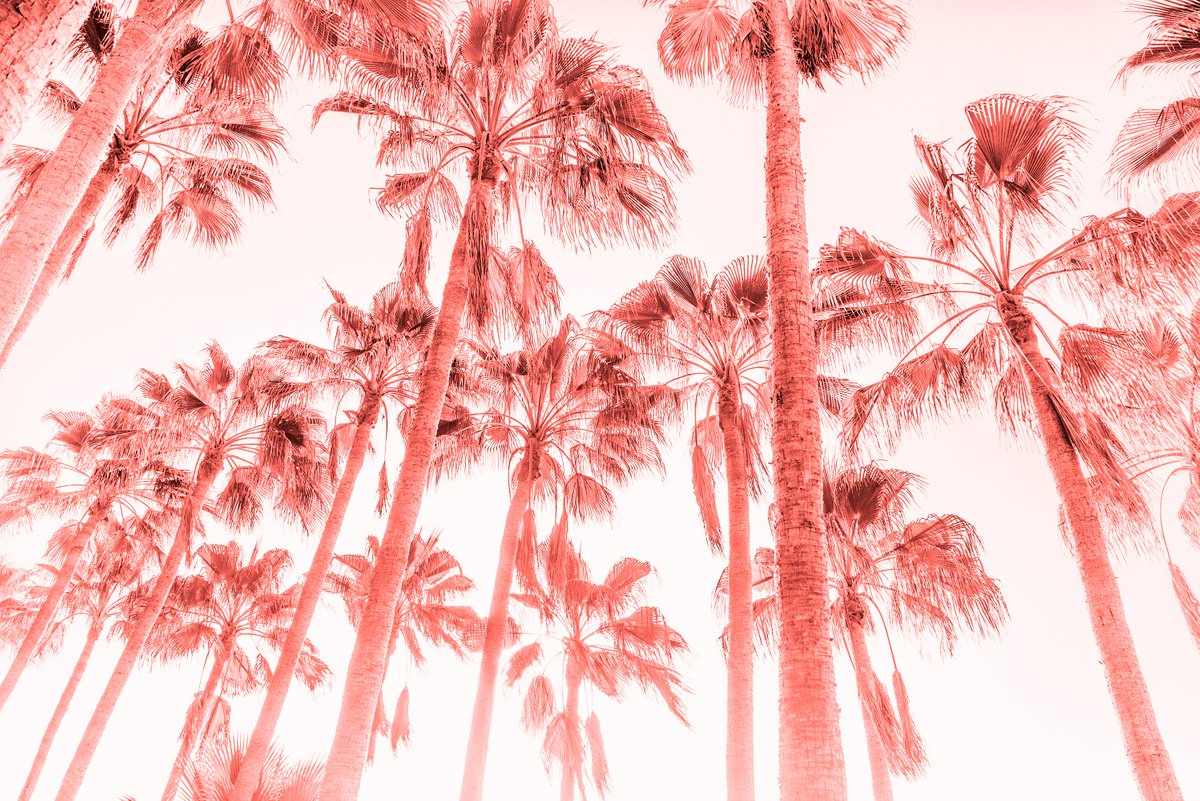 PINK PALMS 4. by Andrew Lever