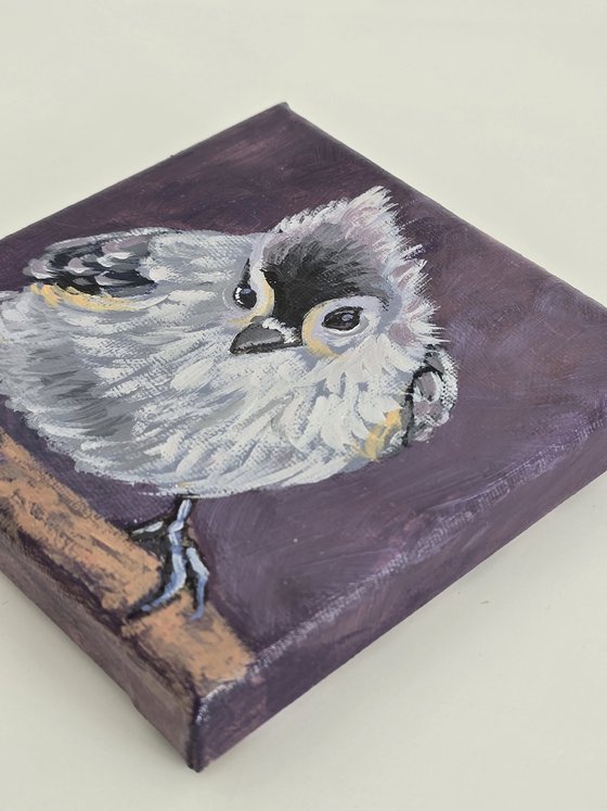 "Tufted Titmouse"