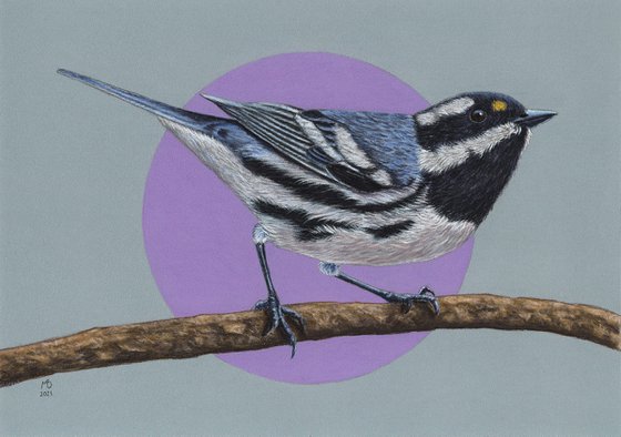 Original pastel drawing bird "Black-throated gray warbler"