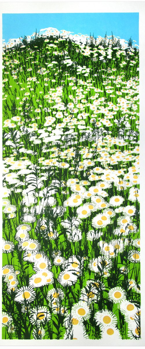 Daisy Field by Chris Keegan