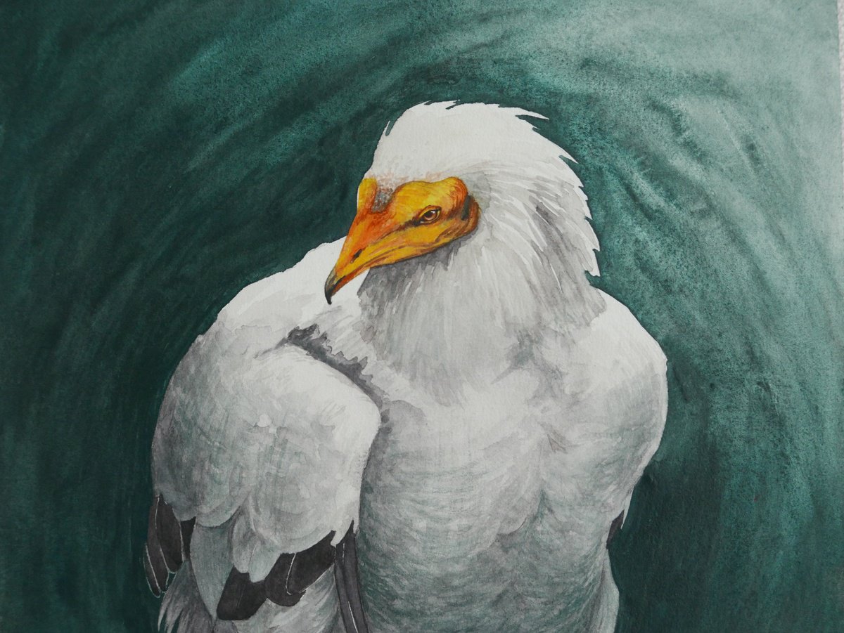 Egyptian vulture by Karina Danylchuk