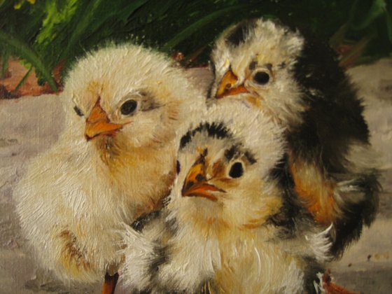 Fluffy Chicks in Sunlight