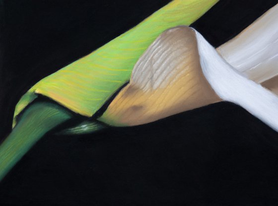 White Calla
