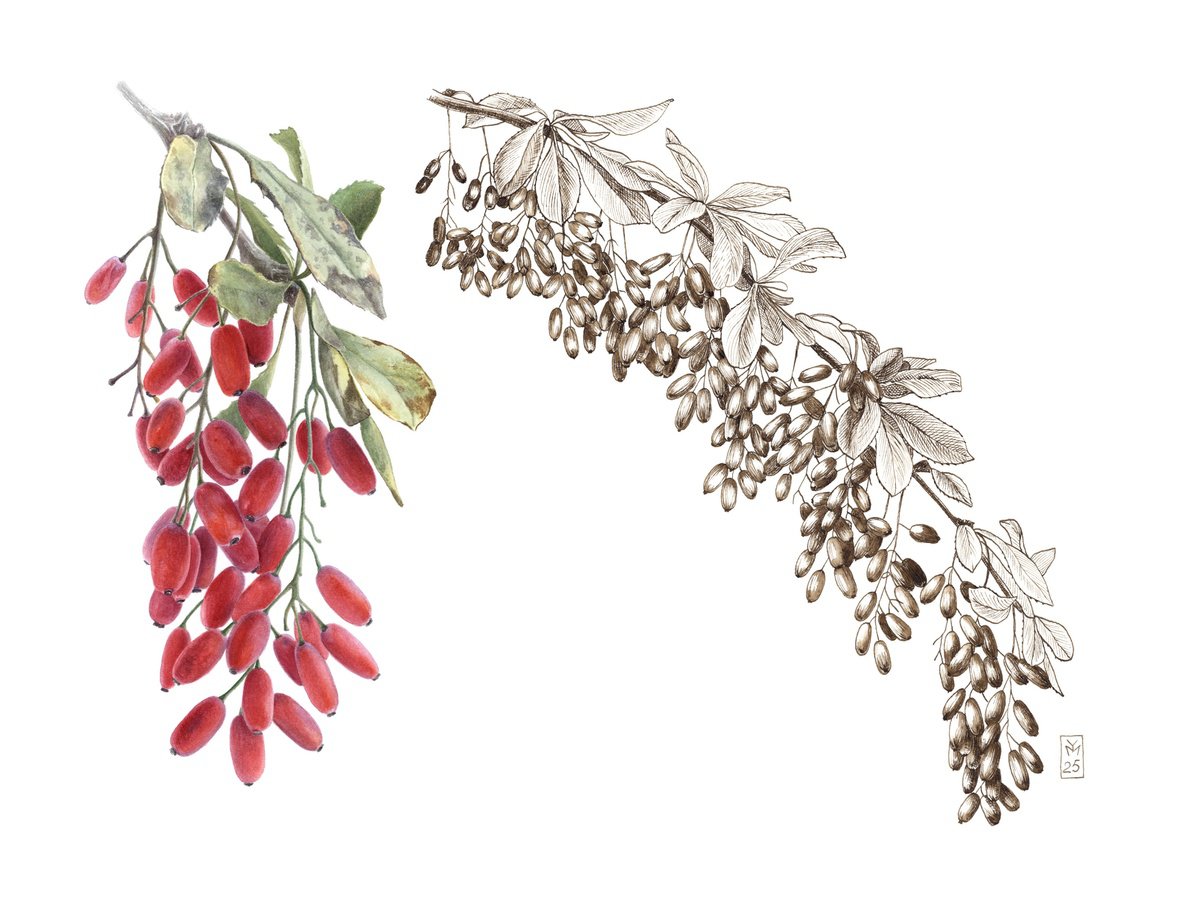 Illustrative Botanical Drawing By Yuliia Moiseieva, 15 X 11", Barberry, Original Artwork