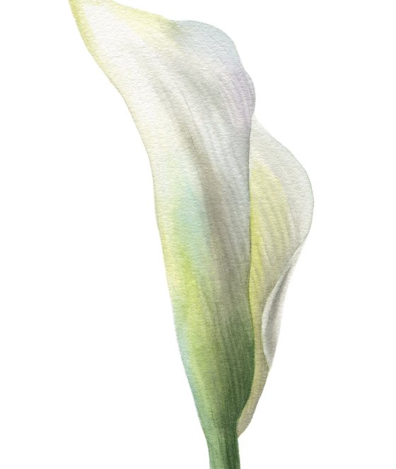 White Calla Lily 2