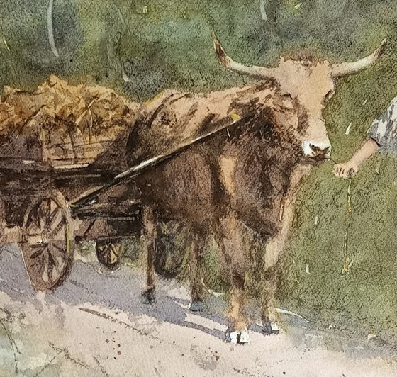 Scena d'epoca / vintage scene - carro con bue / cart pulled by an ox
