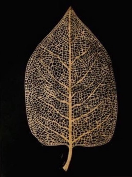 Leaf Skeleton