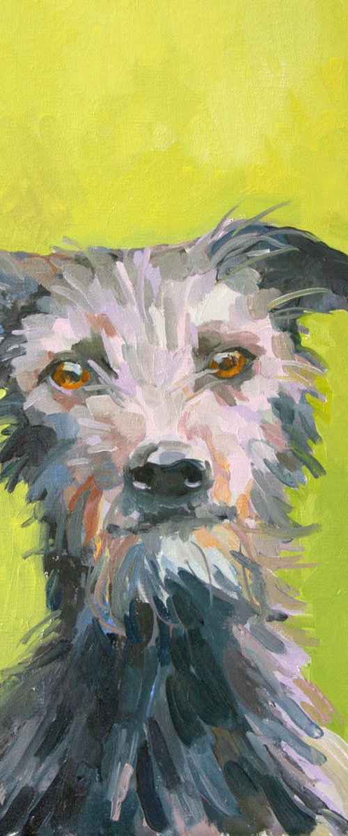 Lily the Lurcher by Katharine Rowe