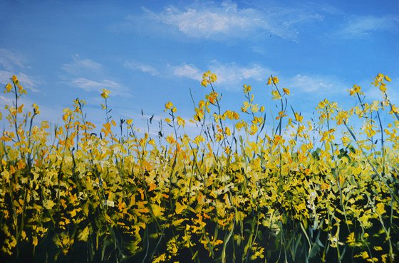 Canola Field in Ukraine