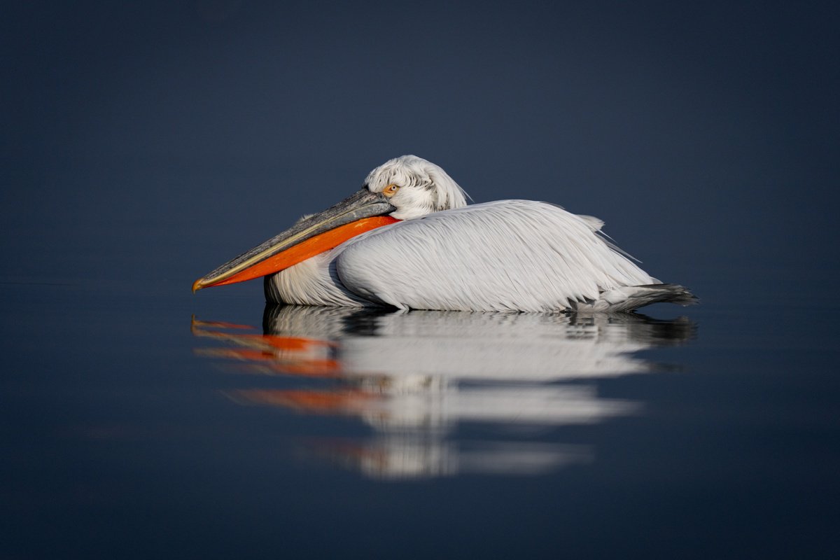 Photorealistic Animal Photograph By Nick Dale, 53 X 38", Lying Low, Original Artwork