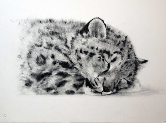 Goodnight Sweetheart (Snow Leopard cub)