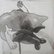 Cat by Ricardo Machado