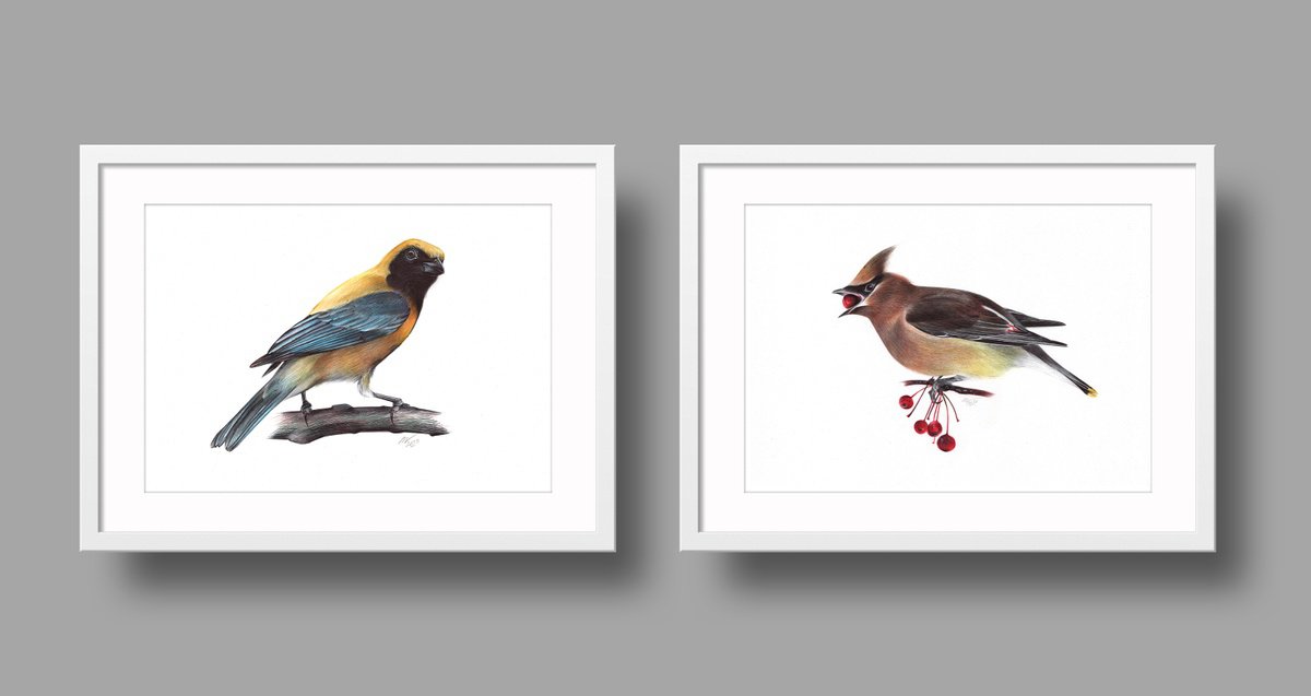 Photorealistic Animal Drawing By Daria Maier, 13 X 9, Birds Collection I, Original Artwork