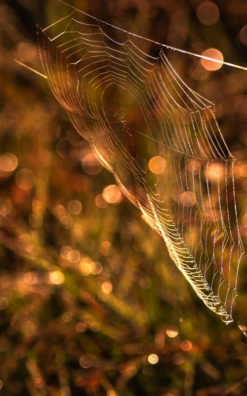 Spider web by Simona Serdiuc