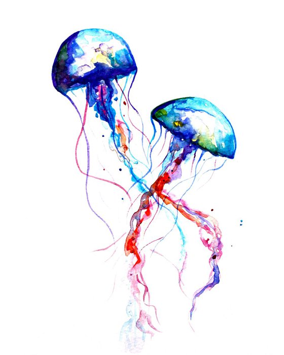 Jellyfish