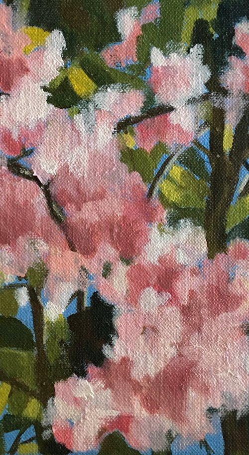 Cherry Blossom by Alison Chambers