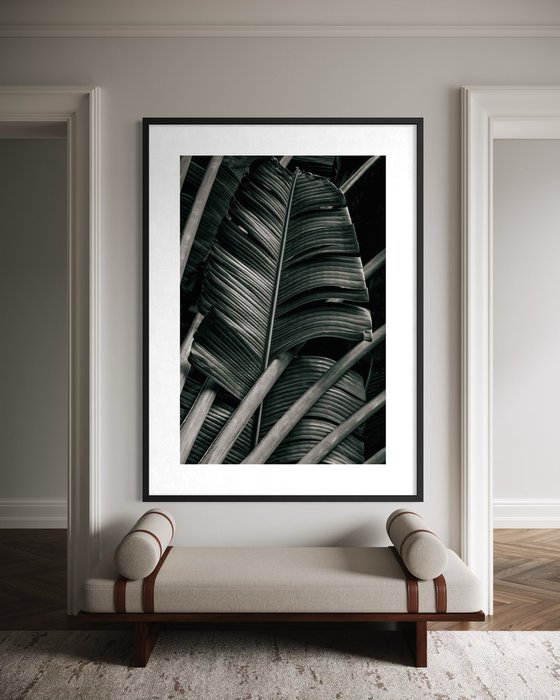 Jungle Fronds