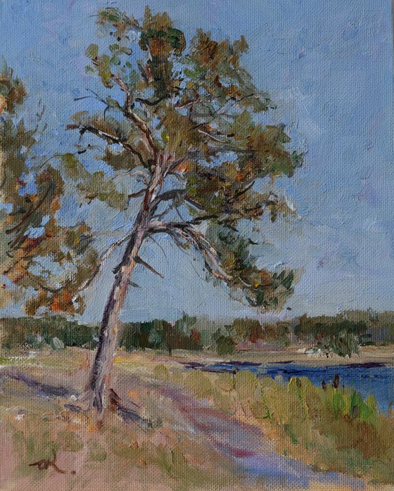 Pine Tree On A River Bank Study