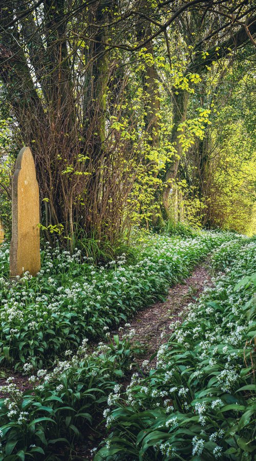 Churchyard Wild Garlic Path by Paul Nash
