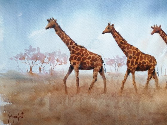 giraffes 6