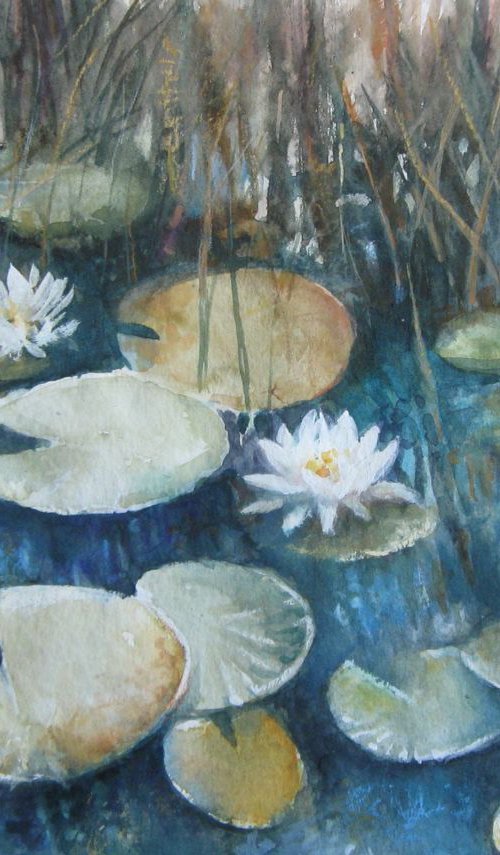 White waterlilies by Elena Oleniuc