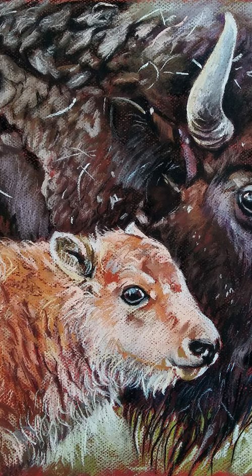 Bison by Magdalena Palega