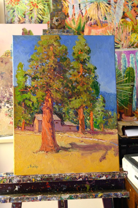 Sequoia Forest, Sunny Day