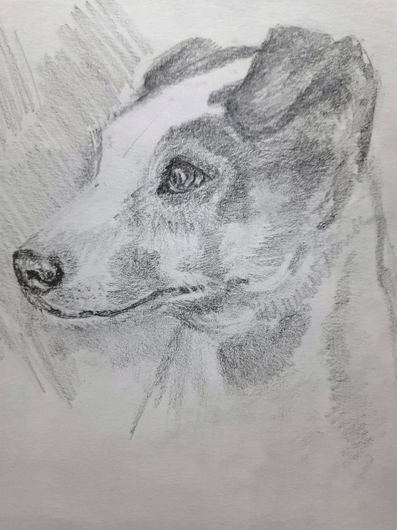 Jack Russel Terrier Portrait  -Pet Dog sketch