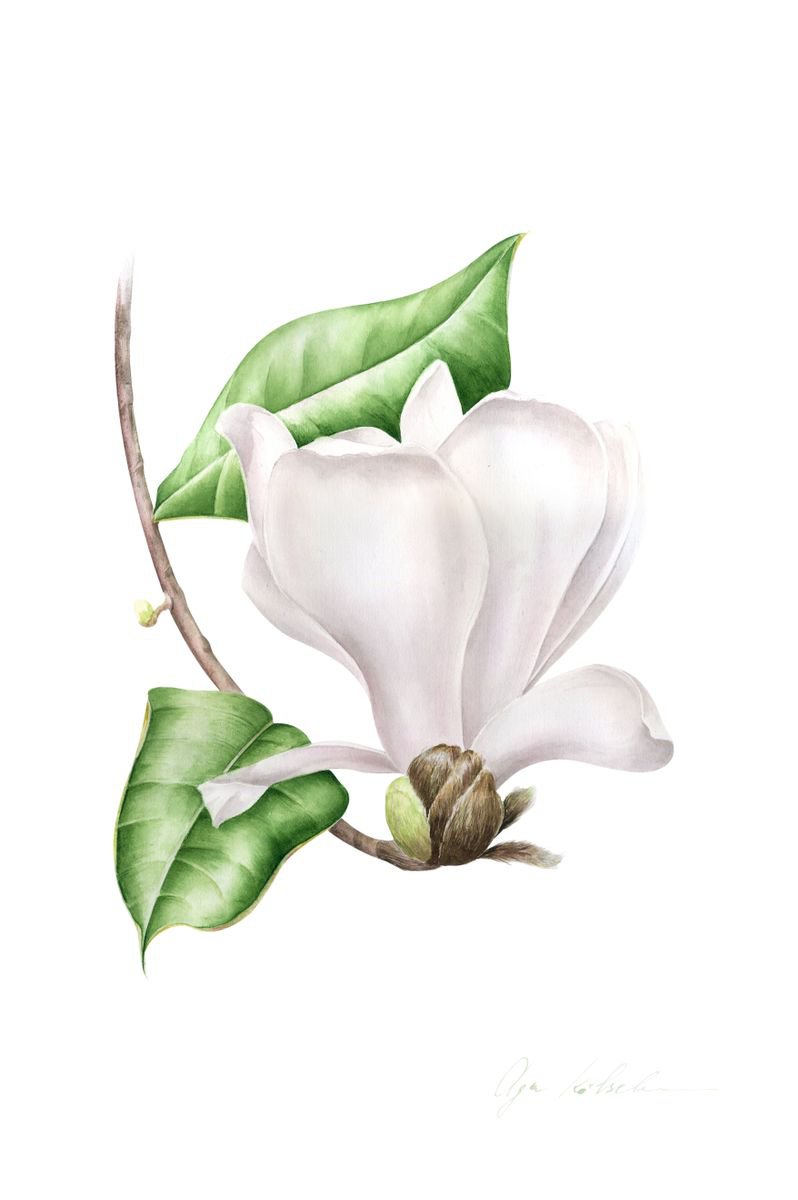 White Magnolia by Olga Koelsch