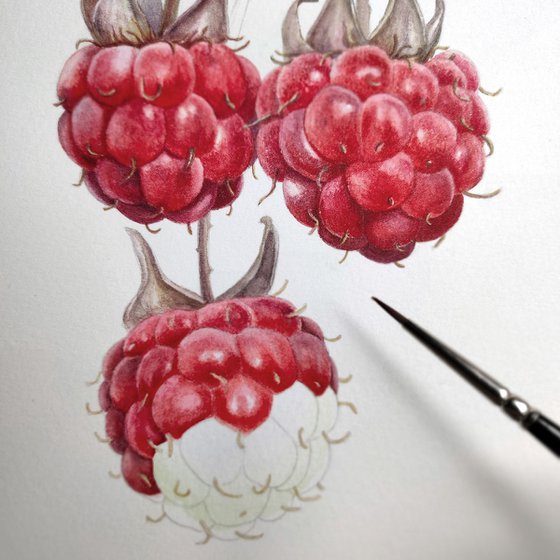 Raspberries