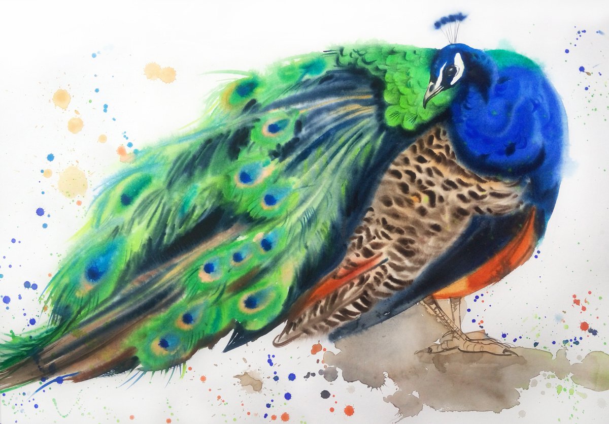 Precious Peacock - Blue Peafowl - peacock painting - peacock watercolor by Olga Beliaeva Watercolour