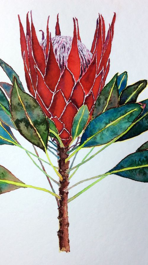 Red king protea by Jing Tian