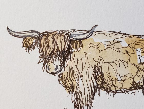 Wildlife - Cows - "Highlander"