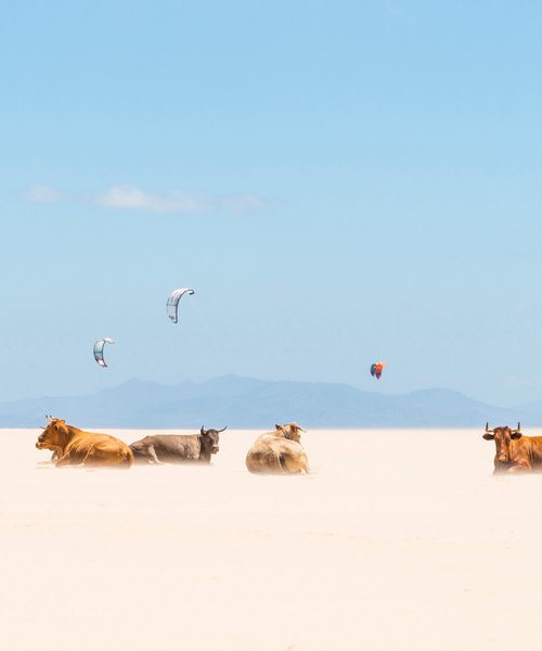 COWS AND KITES / PANORAMIC VERSION by Andrew Lever