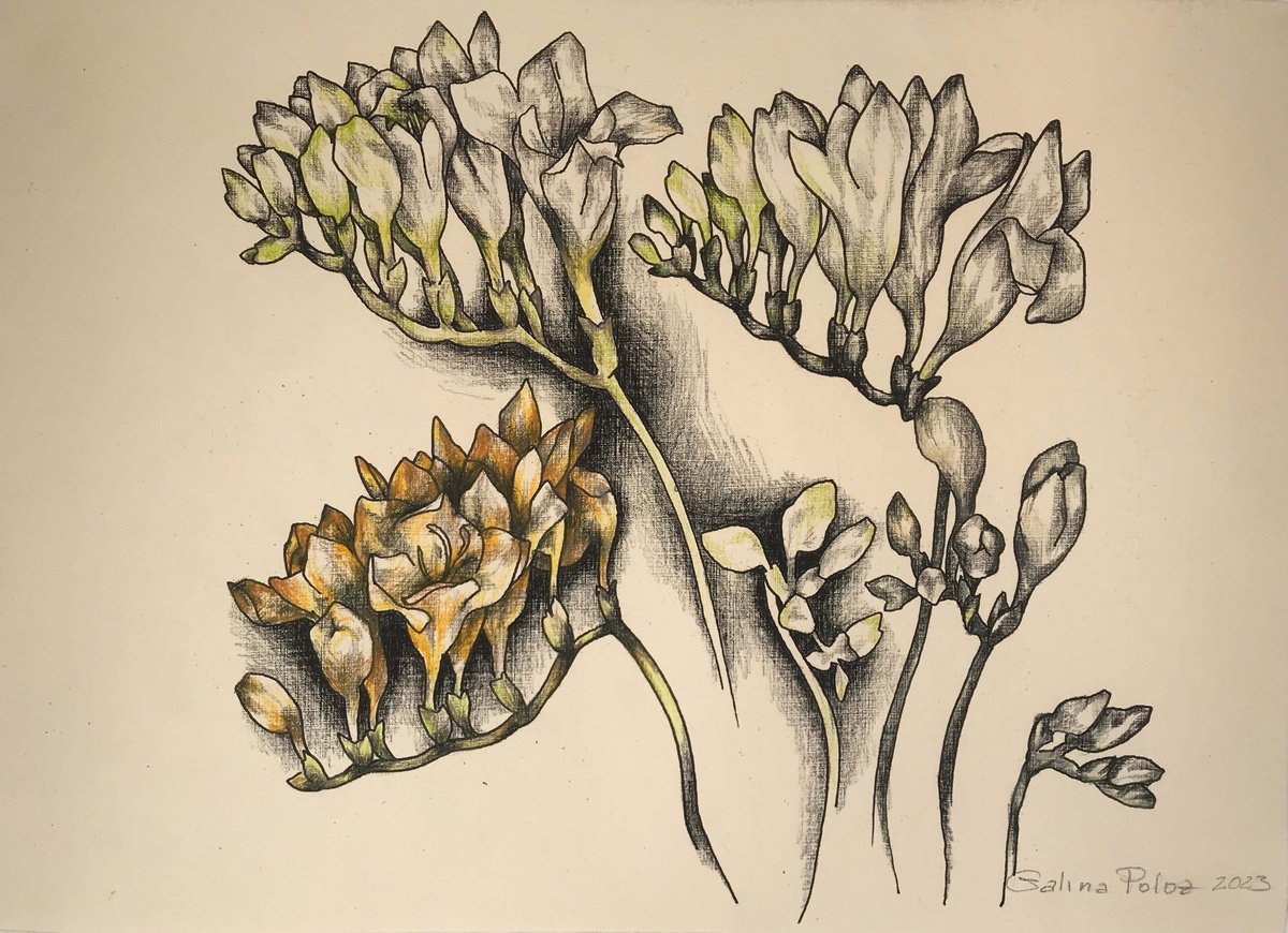 Freesia. one of a kind, original drawing. by Galina Poloz