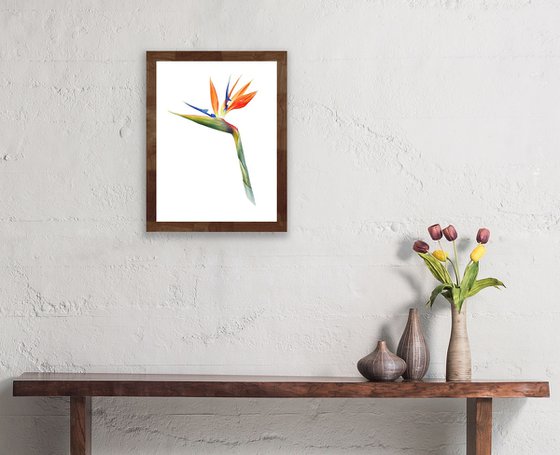 Strelitzia regina. Original watercolor artwork.