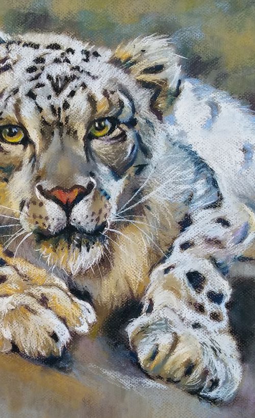 Snow leopard by Magdalena Palega