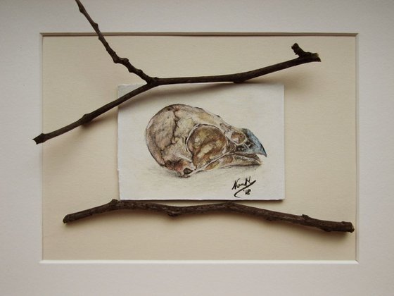 Skull of sparrow from series "Skylls - flying skulls"
