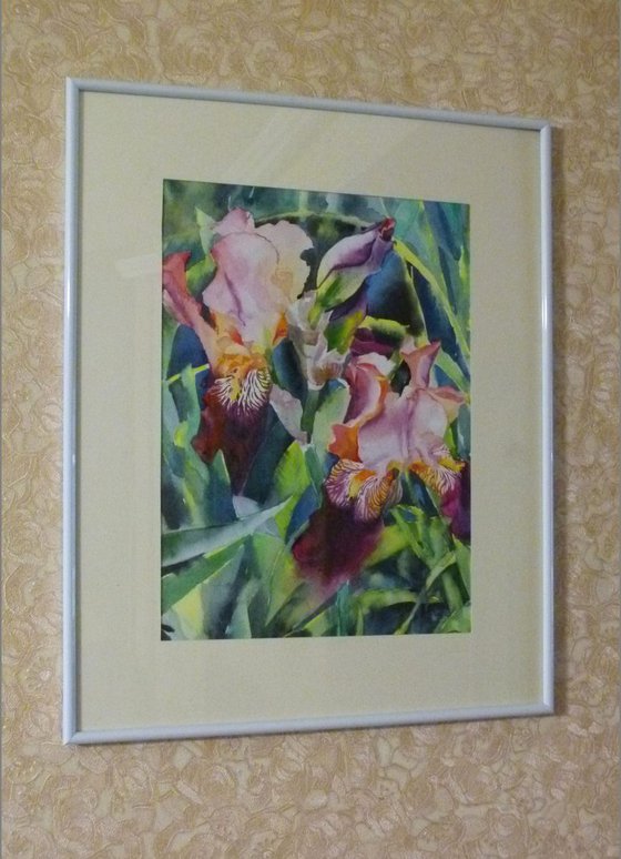 Pink irises