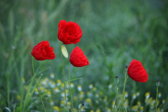 Poppies at dawn