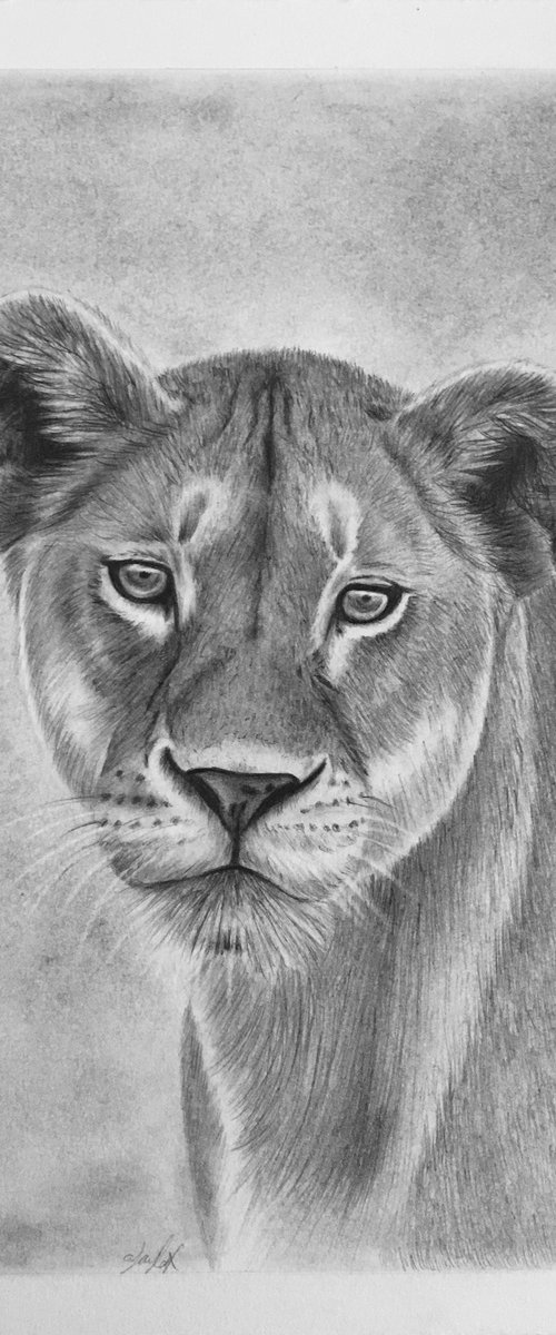 Lioness by Amelia Taylor