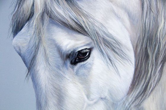 White horse head on light blue. White Beauty